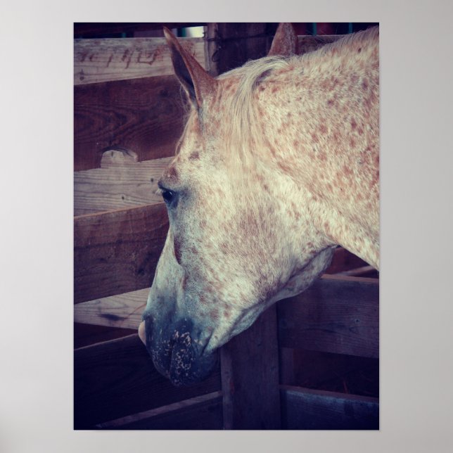 Affiche Pony of Americas en décrochage (Devant)