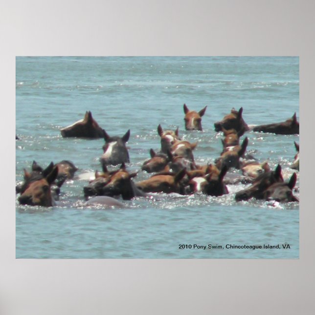 Affiche Pony Swim 2010, Chincoteague Island, VA (Devant)