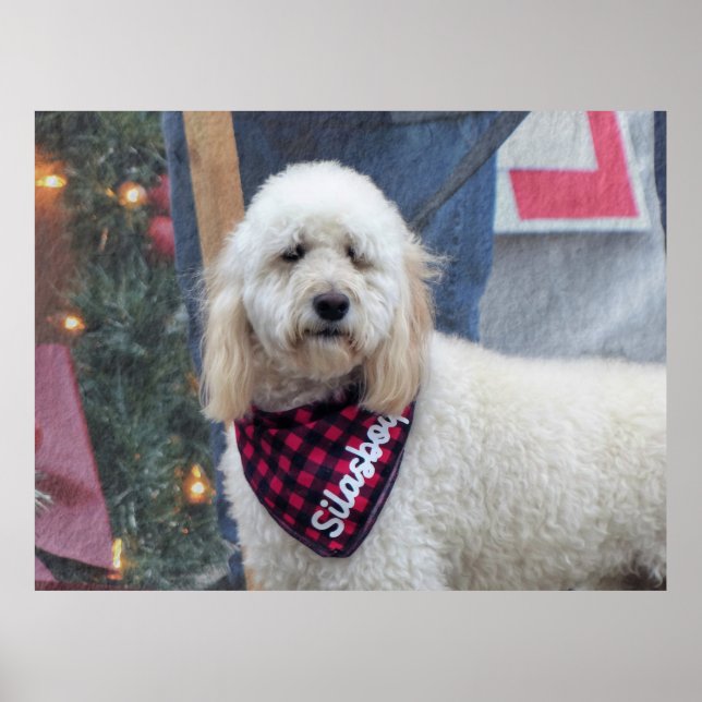 Affiche Poodle (Devant)