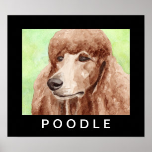 Affiche Poodle à l'aquarelle