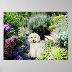 Affiche Poodle Garden Imprimer