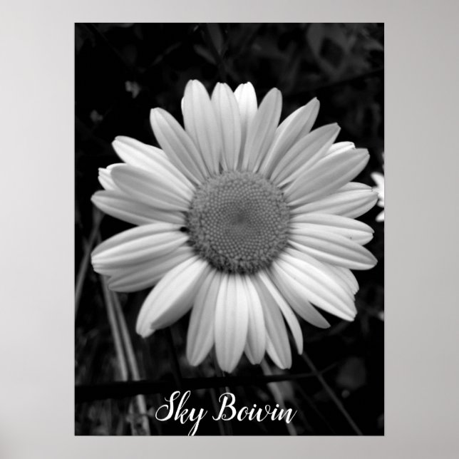 Affiche pop marguerite (Devant)
