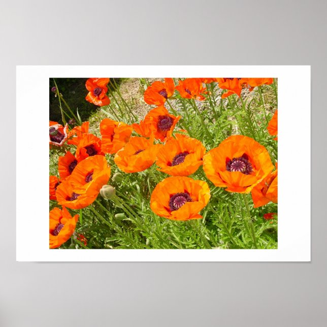 Affiche Poppies (Devant)