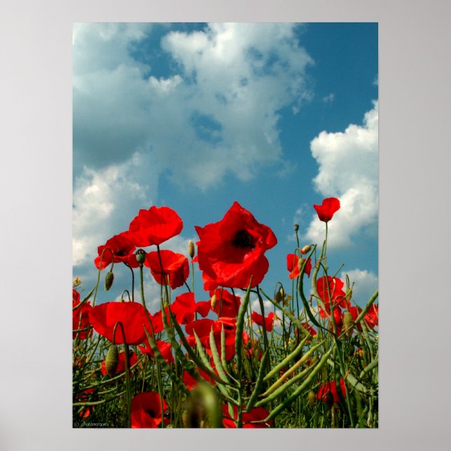Affiche Poppies (Devant)