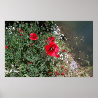 Affiche Poppies
