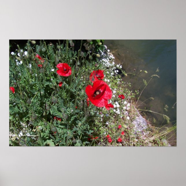 Affiche Poppies (Devant)