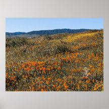 Poppies de Californie - Paysage 2