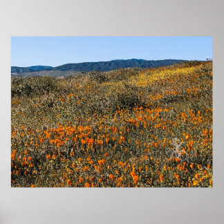 Affiche Poppies de Californie - Paysage 2