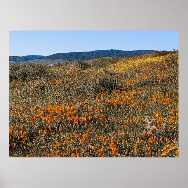 Affiche Poppies de Californie - Paysage 2 (Devant)