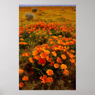 Affiche Poppies d'Or en Californie