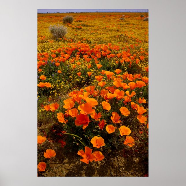 Affiche Poppies d'Or en Californie (Devant)