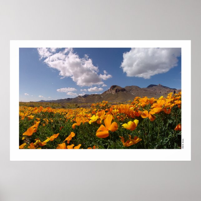 Affiche Poppies mexicaines - Franklin Mountian State Park  (Devant)