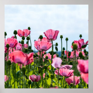 Affiche Poppies roses
