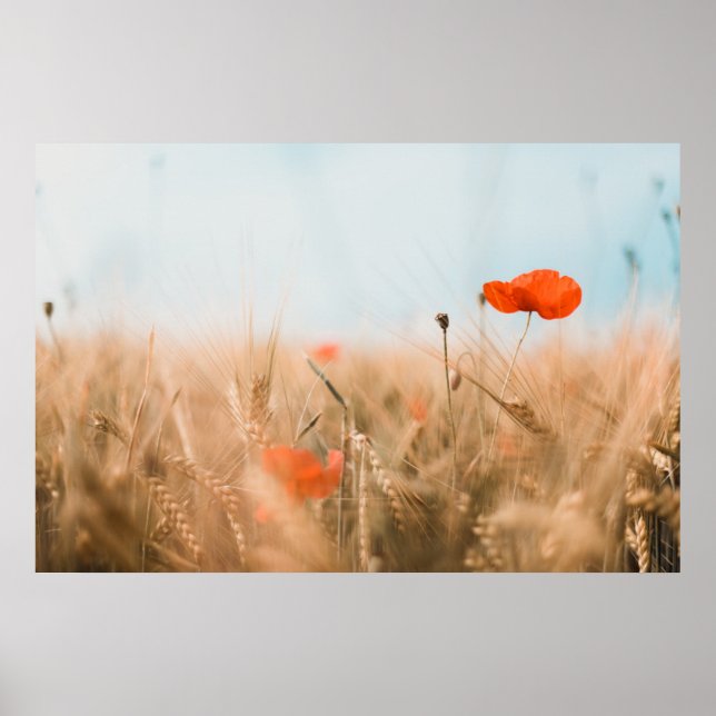 Affiche Poppies rouges et orge dorée (Devant)