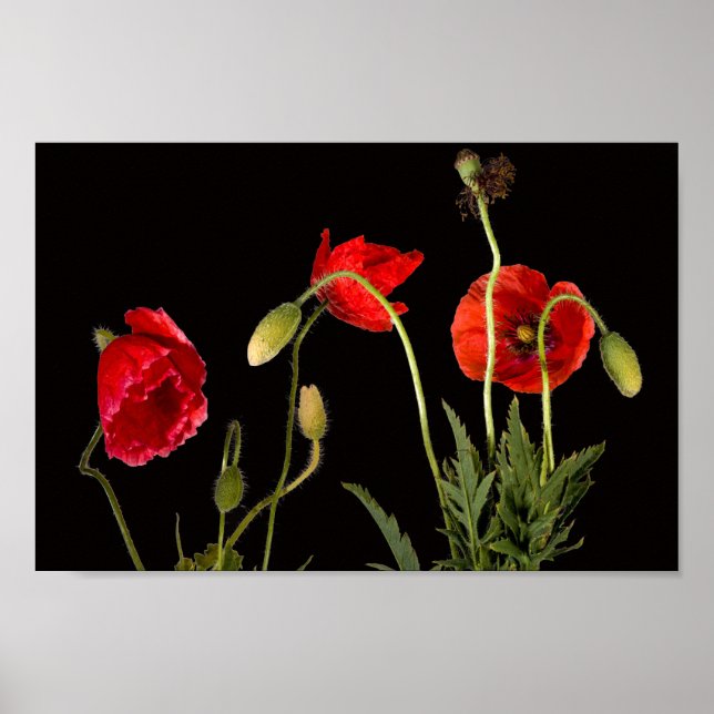 Affiche Poppies Rouges Vibrantes Sur Noir (Devant)