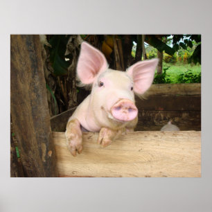 Affiche Porc heureux