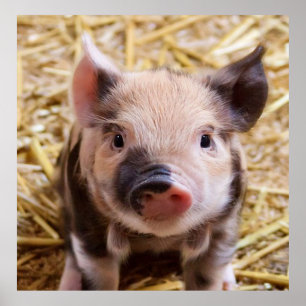 Affiche porcelet doux