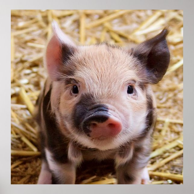 Affiche porcelet doux (Devant)