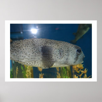Affiche Porcupine Puffer