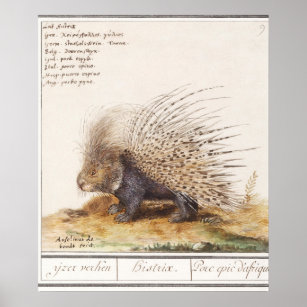 Affiche Porcupine vintage