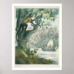 Affiche Portées supérieures de l'Amazone, du 'der de DAS