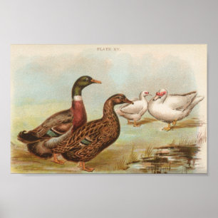 Affiche Portefeuille Graham - Rouen et Muscovy Ducks