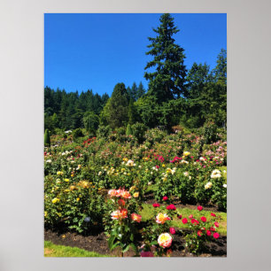 Affiche Portland Rose Garden