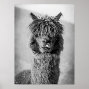 Affiche Portrait Alpaca noir et blanc