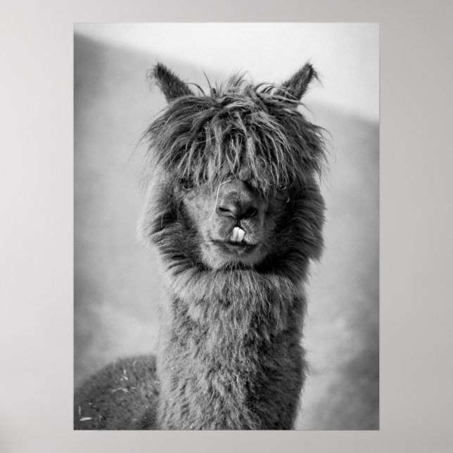 Affiche Portrait Alpaca noir et blanc (Devant)
