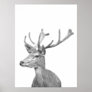 Affiche Portrait animal cerf noir et blanc