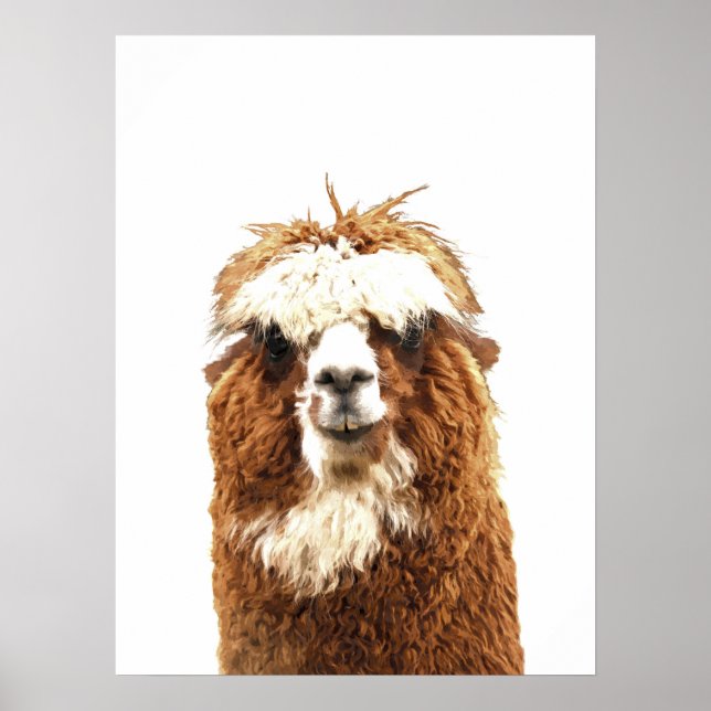 Affiche Portrait animal d'Alpaca (Devant)