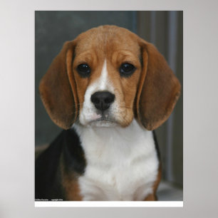 Affiche Portrait beagle
