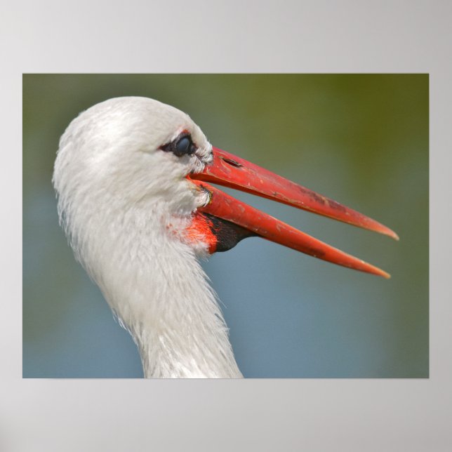 Affiche Portrait blanc cigogne le bec ouvert (Devant)