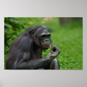 Affiche Portrait Bonobo Ape