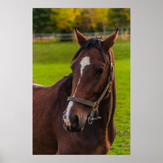 Affiche Portrait Brown Horse (Devant)