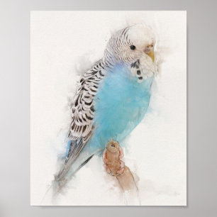 Affiche Portrait Budgie bleu