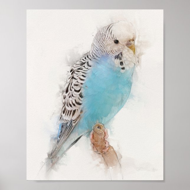 Affiche Portrait Budgie bleu (Devant)