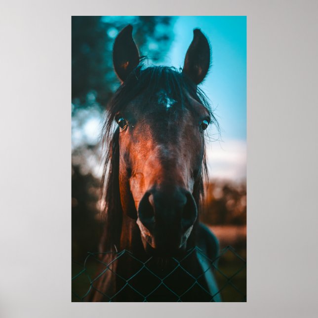 AFFICHE PORTRAIT CHEVAL (Devant)