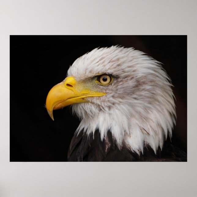 Affiche Portrait d'aigle (Devant)