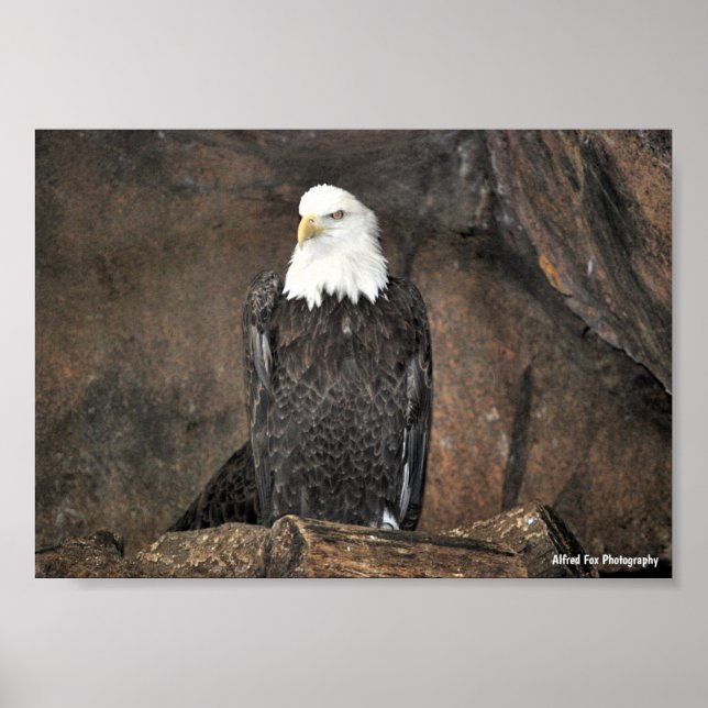 Affiche Portrait d'aigle américain à tête blanche (Devant)