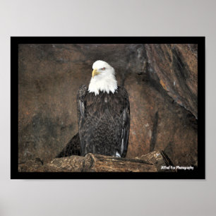 Affiche Portrait d'aigle américain à tête blanche