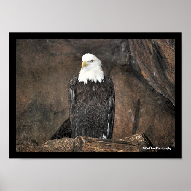 Affiche Portrait d'aigle américain à tête blanche (Devant)