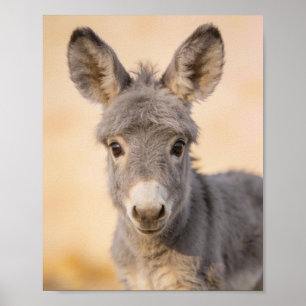 Affiche Portrait d'âne bébé – Art de nurserie de ferme