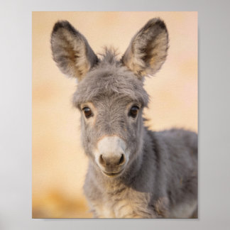 Affiche Portrait d'âne bébé – Art de nurserie de ferme