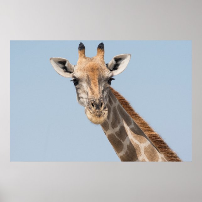 Affiche Portrait d'Angolan (Devant)