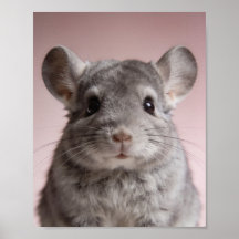 Portrait de bébé chinchilla – Douce animalerie de