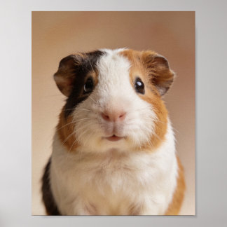 Affiche Portrait de bébé cochon d'Inde – Animal de nurseri