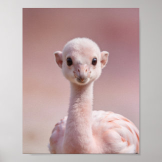Affiche Portrait de bébé flamant rose – Mur d'animaux de n