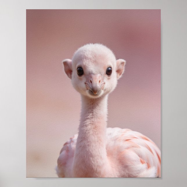 Affiche Portrait de bébé flamant rose – Mur d'animaux de n (Devant)