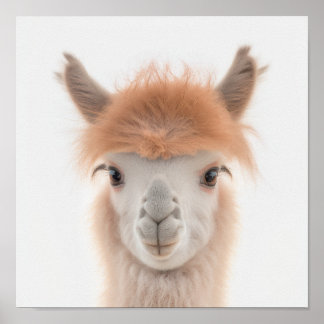Affiche Portrait de bébé lama mignon (Alpaca) | 1:1